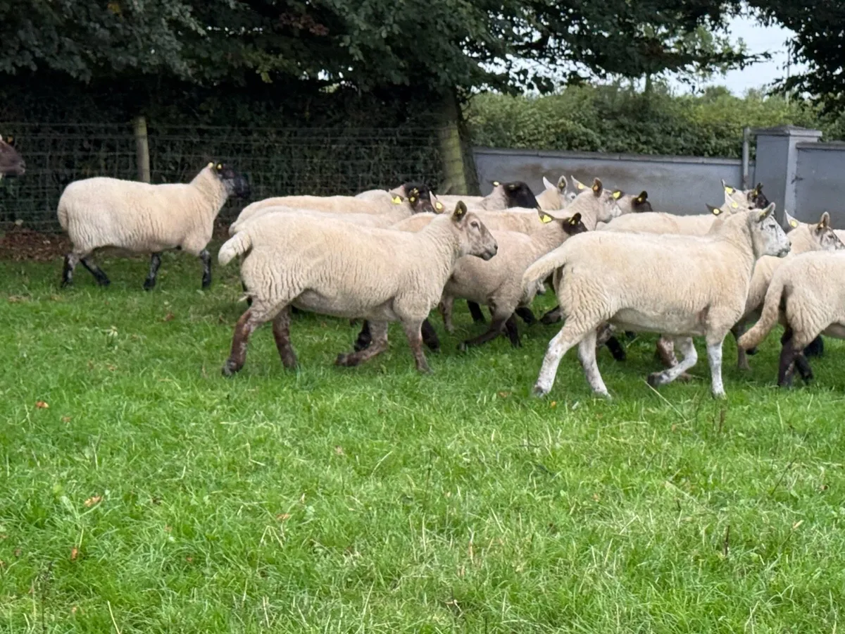 20 Suffolk Ewes - Image 4