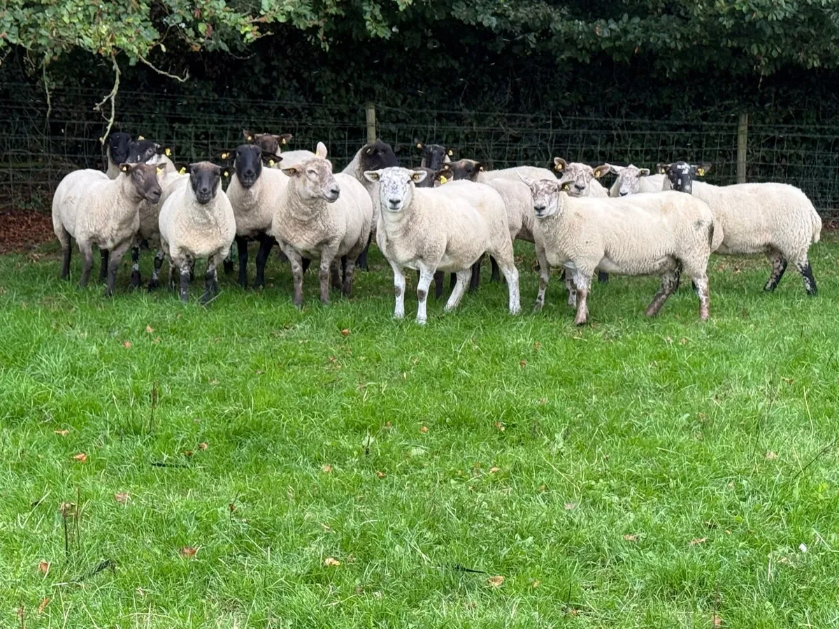 20 Suffolk Ewes - Image 2