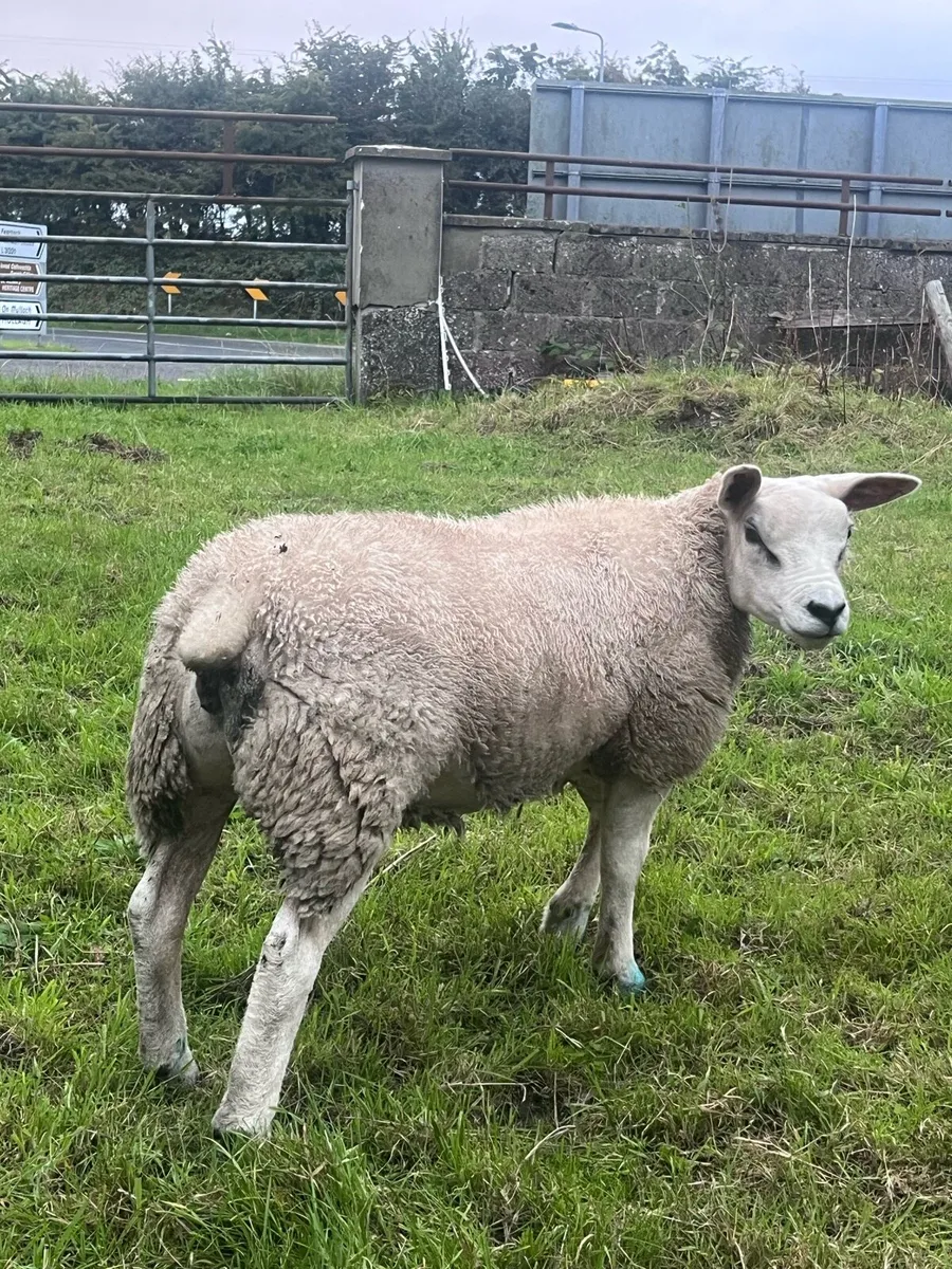 Pbnr texel ewe lamb - Image 1