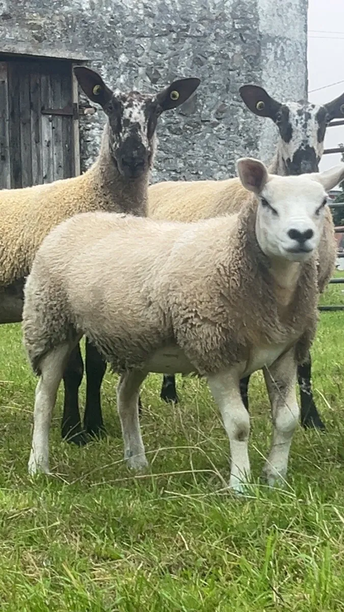 Pbnr texel ewe lamb - Image 2