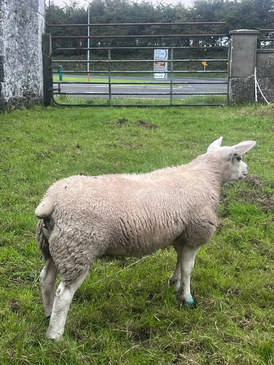 Pbnr texel ewe lamb - Image 4