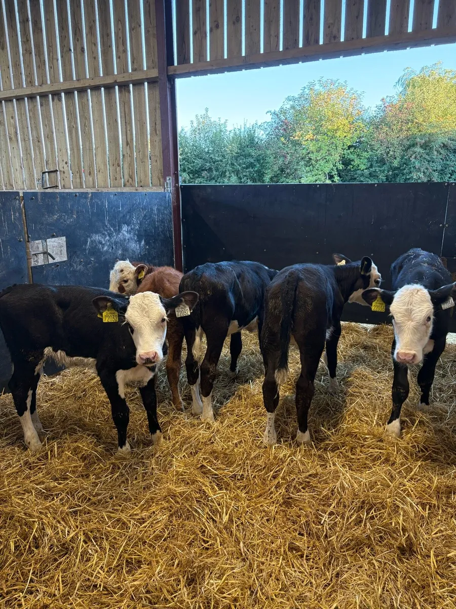 8 smashing 6-8 week old heifer calves - Image 1