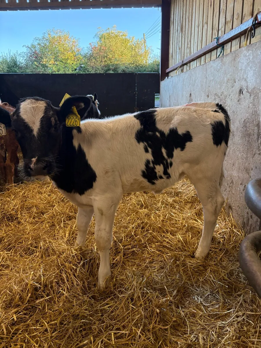 8 smashing 6-8 week old heifer calves - Image 2