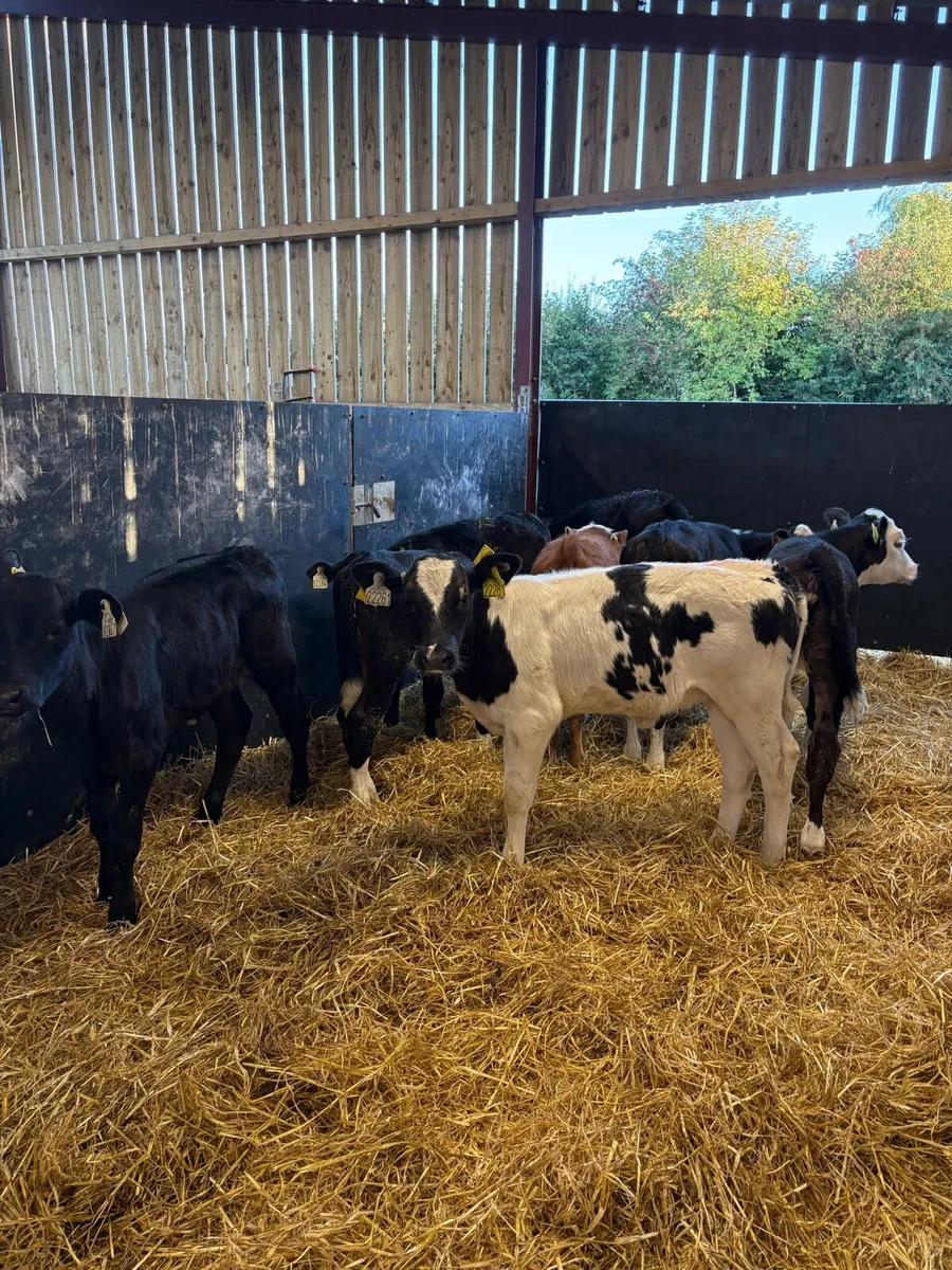 8 smashing 6-8 week old heifer calves - Image 3