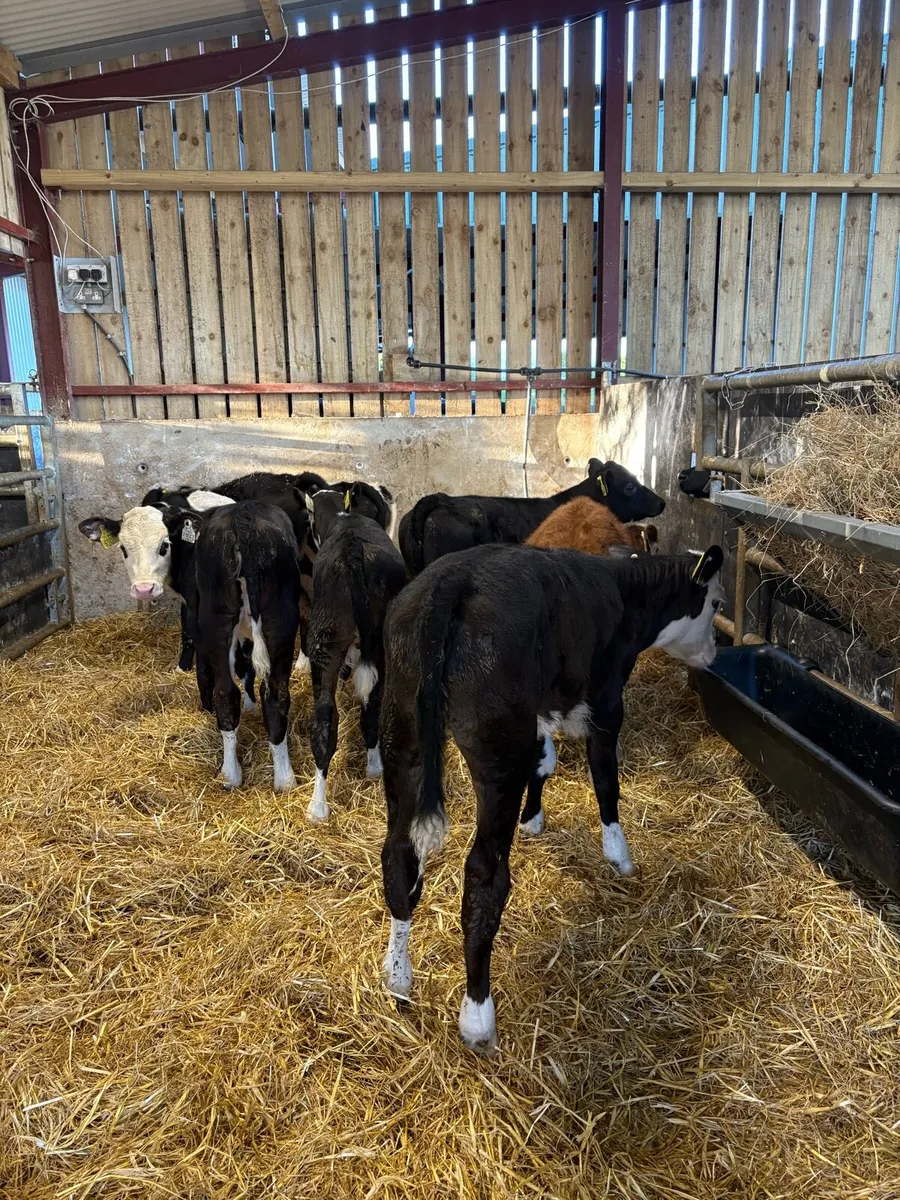 8 smashing 6-8 week old heifer calves - Image 4