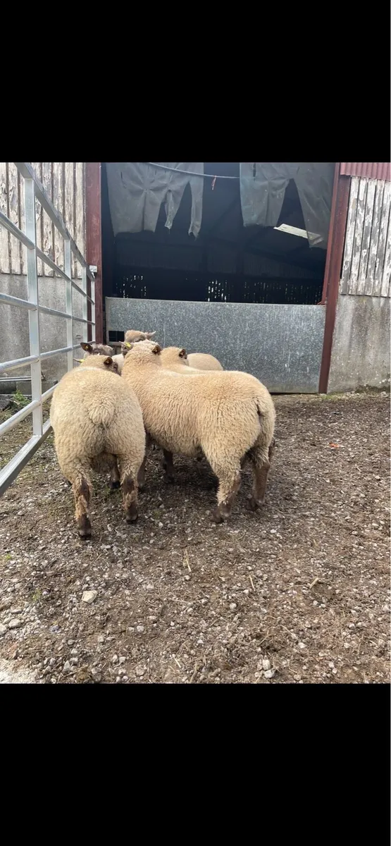 ⭐️⭐️⭐️PBR Vendeen Rams⭐️⭐️⭐️ - Image 3