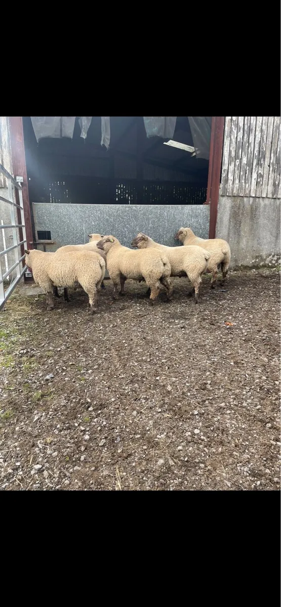 ⭐️⭐️⭐️PBR Vendeen Rams⭐️⭐️⭐️ - Image 2