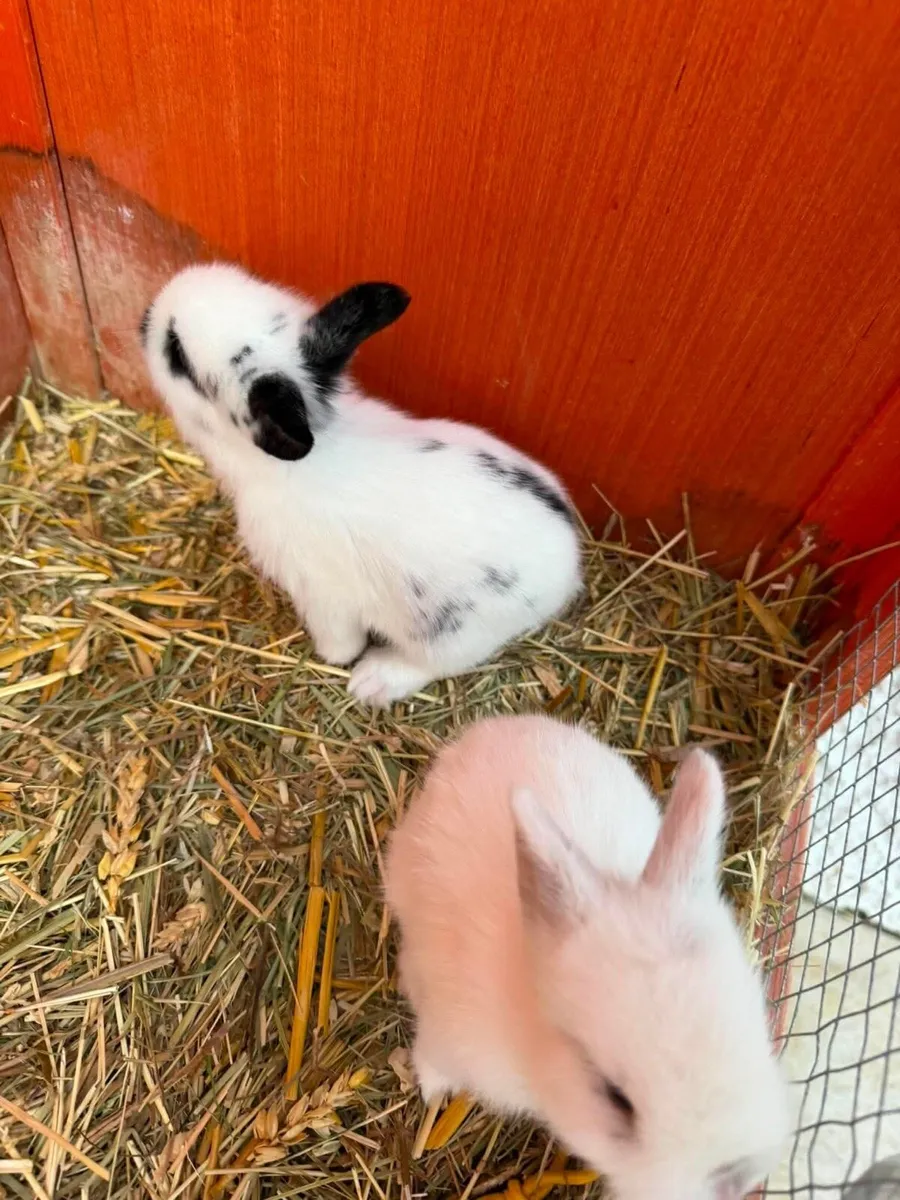 Bunnies - Image 1