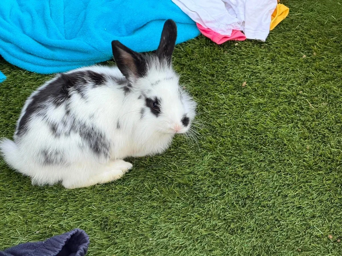 Bunnies - Image 2