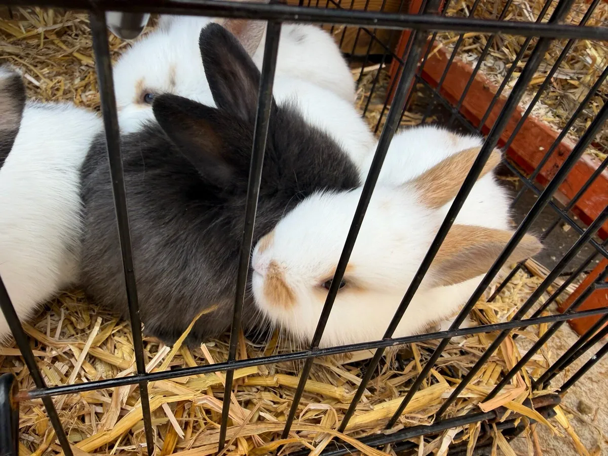 Bunnies - Image 3