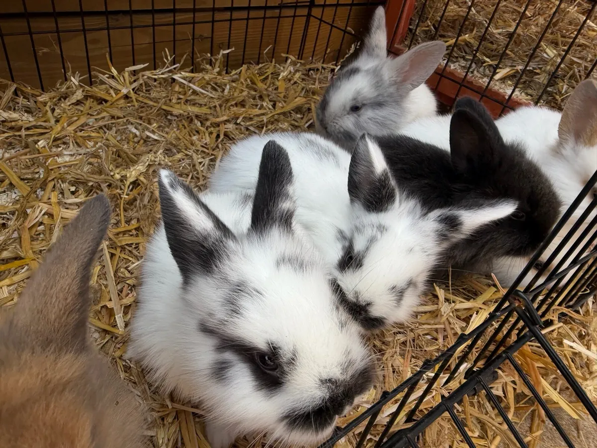 Bunnies - Image 4