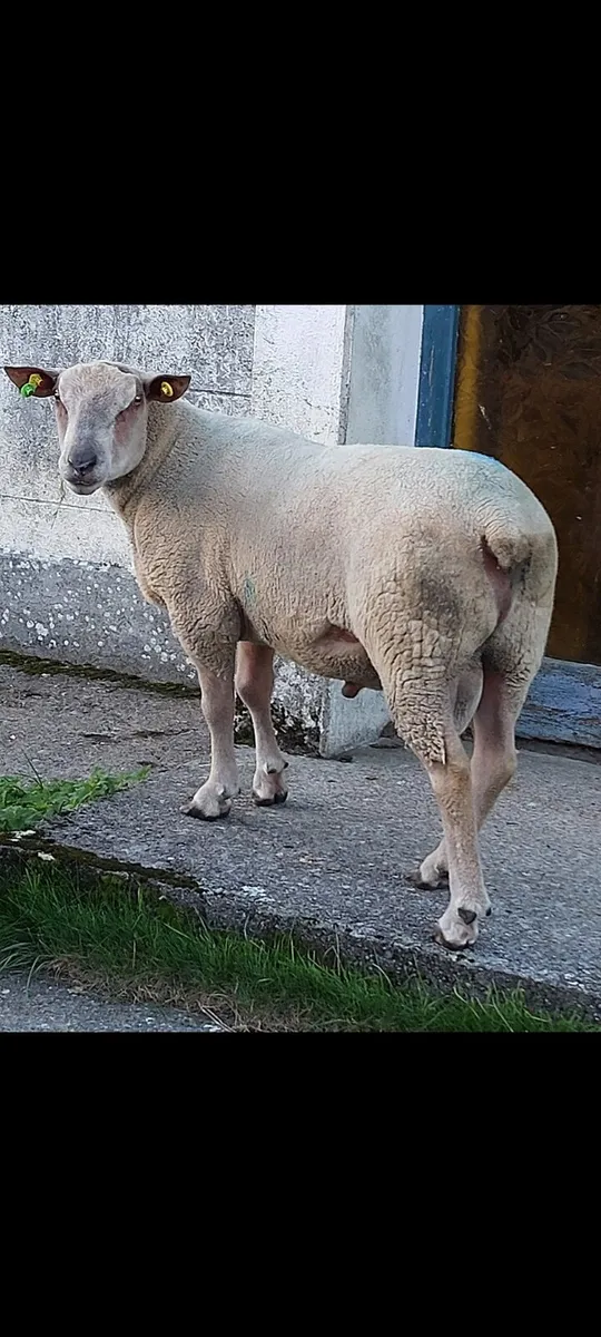 Purebred Charlollais Ram - Image 1
