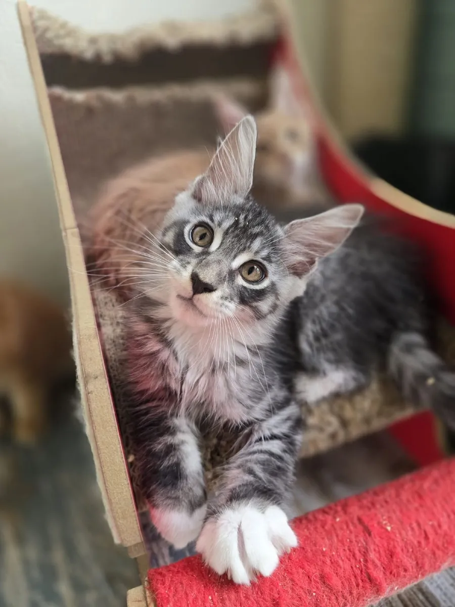 Maine Coon kittens - Image 3