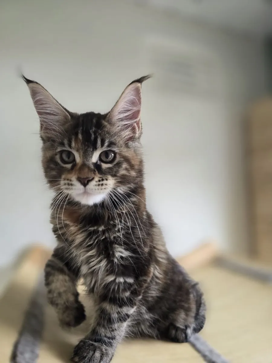 Maine Coon kittens - Image 4