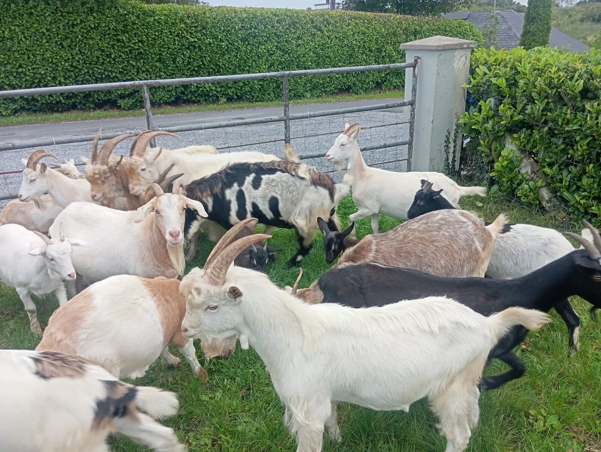 Goats - Image 1