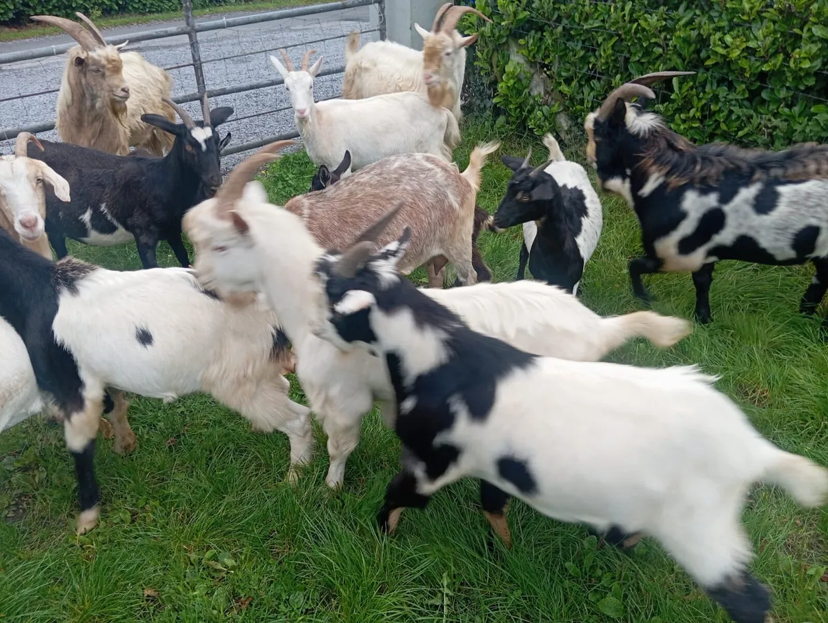 Goats - Image 2