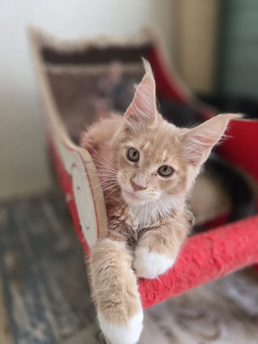 Maine Coon kittens - Image 1