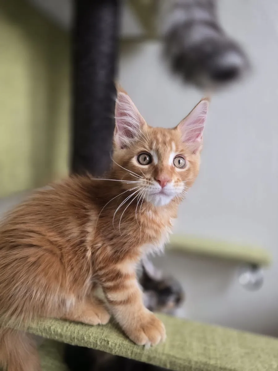 Maine Coon kittens - Image 2