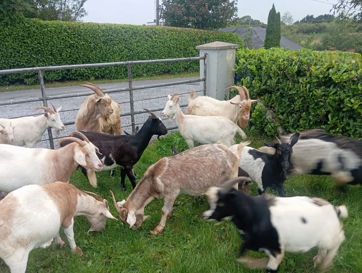 Goats - Image 3
