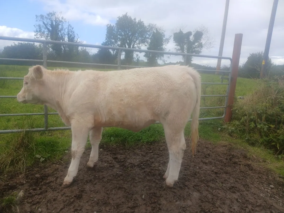 PBR Char Heifer with stars - Image 1