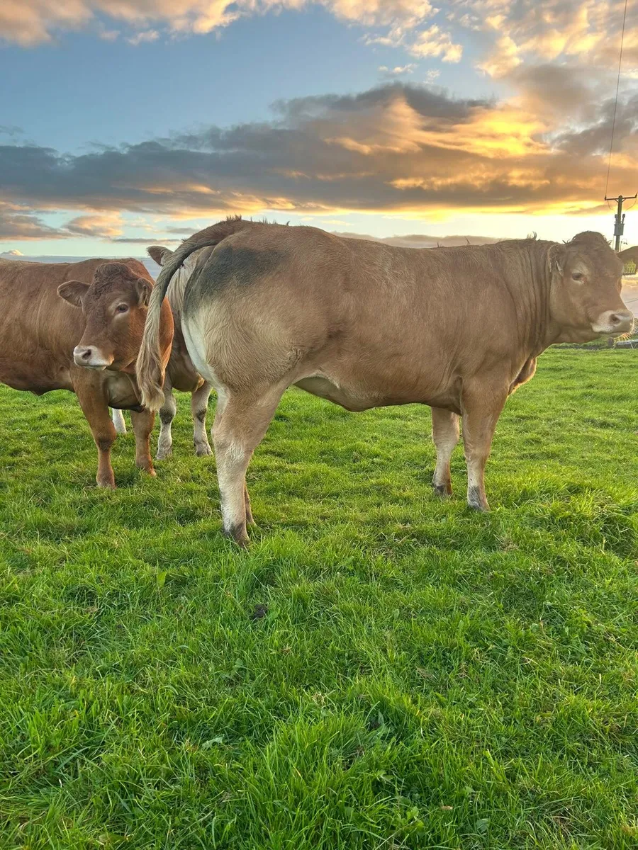 Incalf Heifers - Image 1