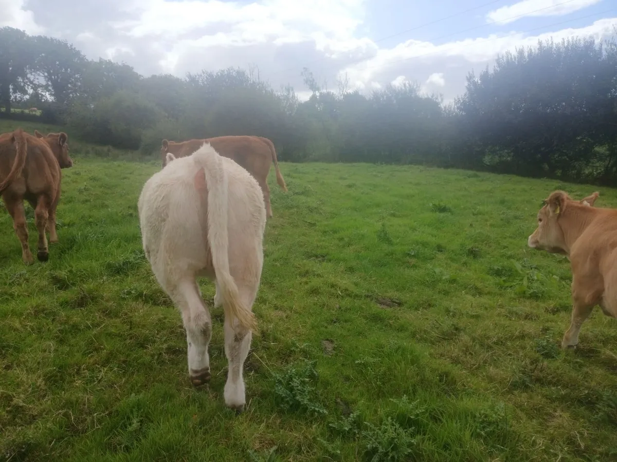 PBR Char Heifer with stars - Image 2