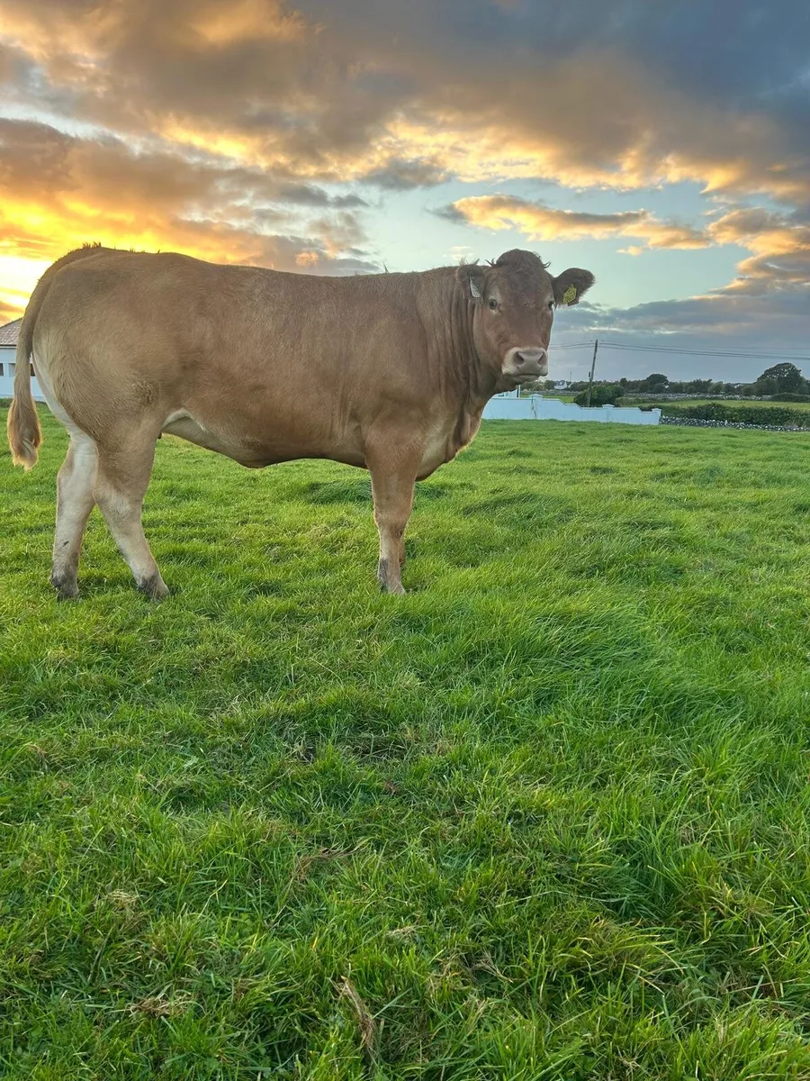 Incalf Heifers - Image 2