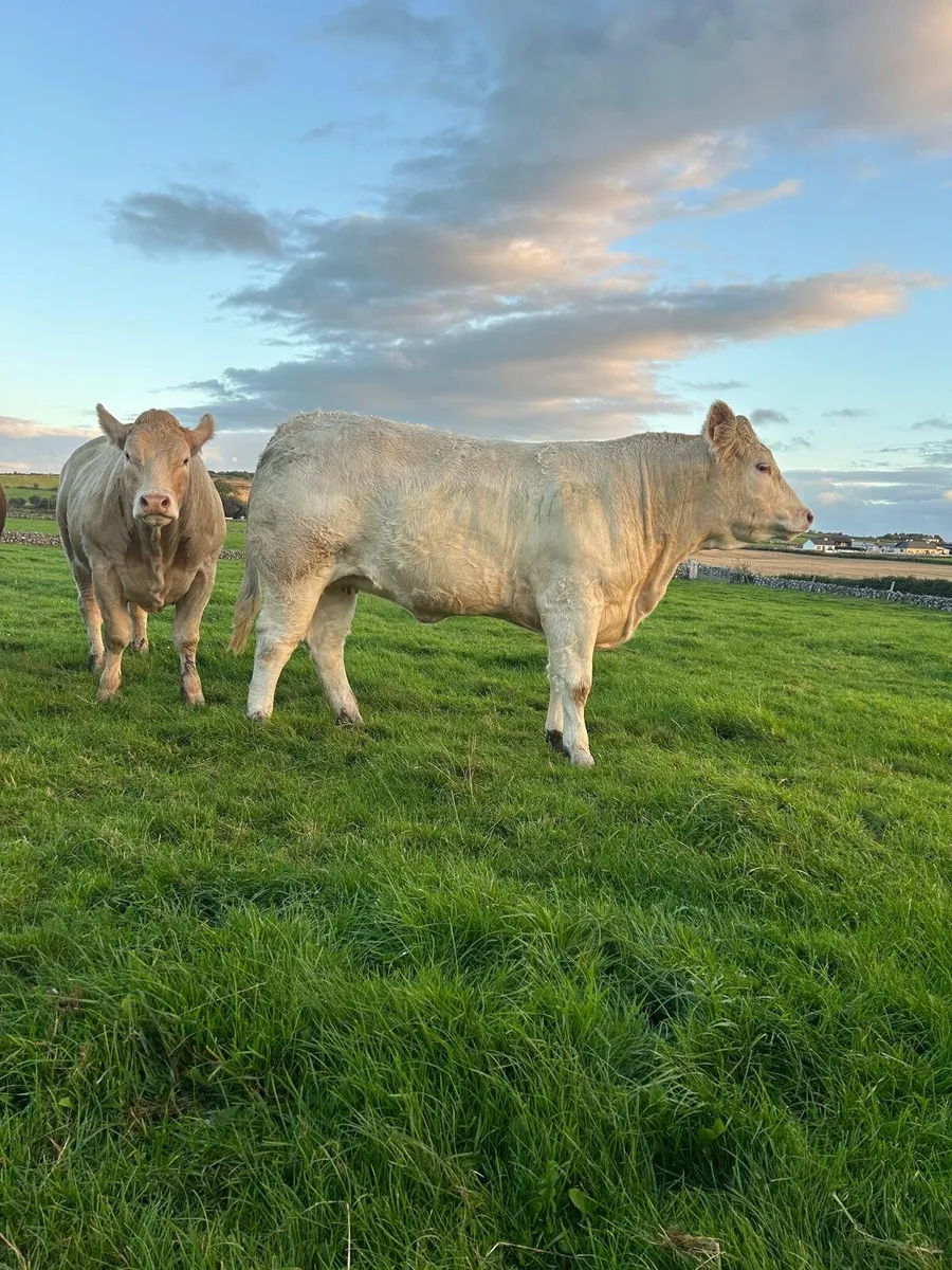 Incalf Heifers - Image 3