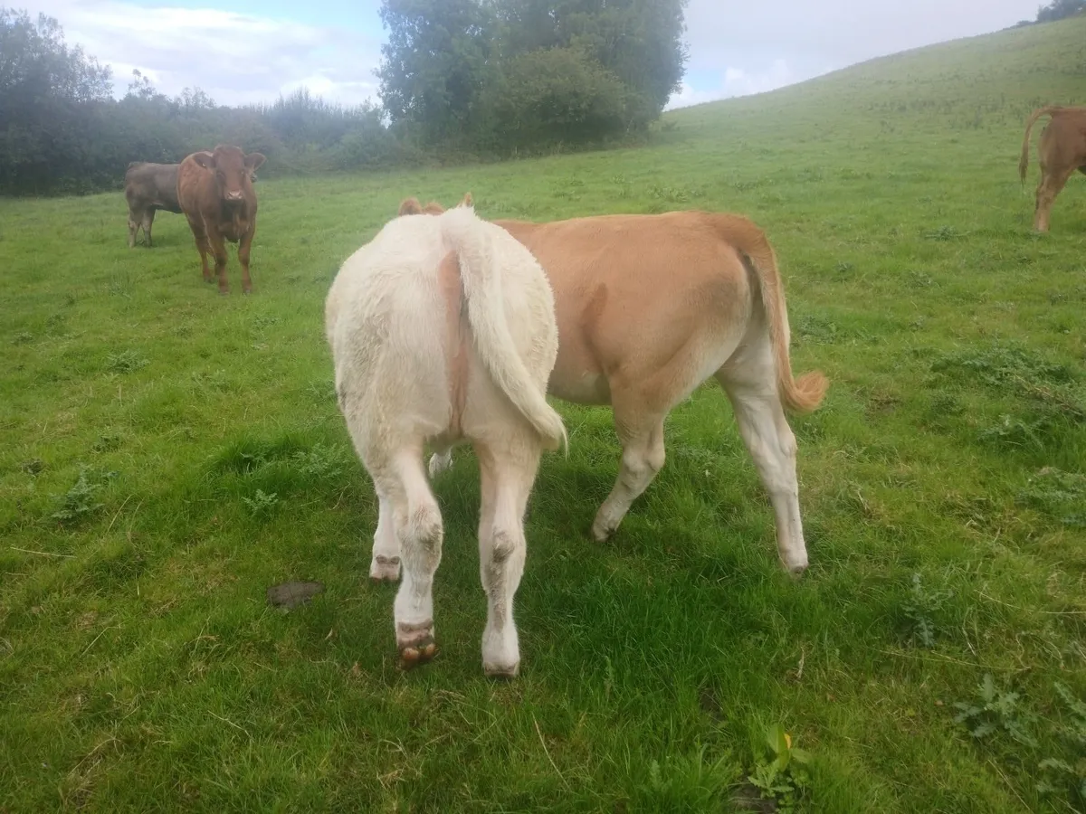 PBR Char Heifer with stars - Image 3