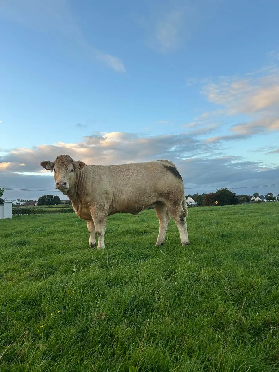 Incalf Heifers - Image 4