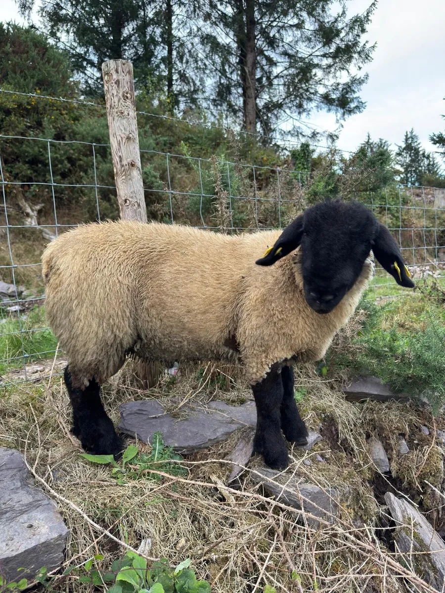Sheep - Image 1