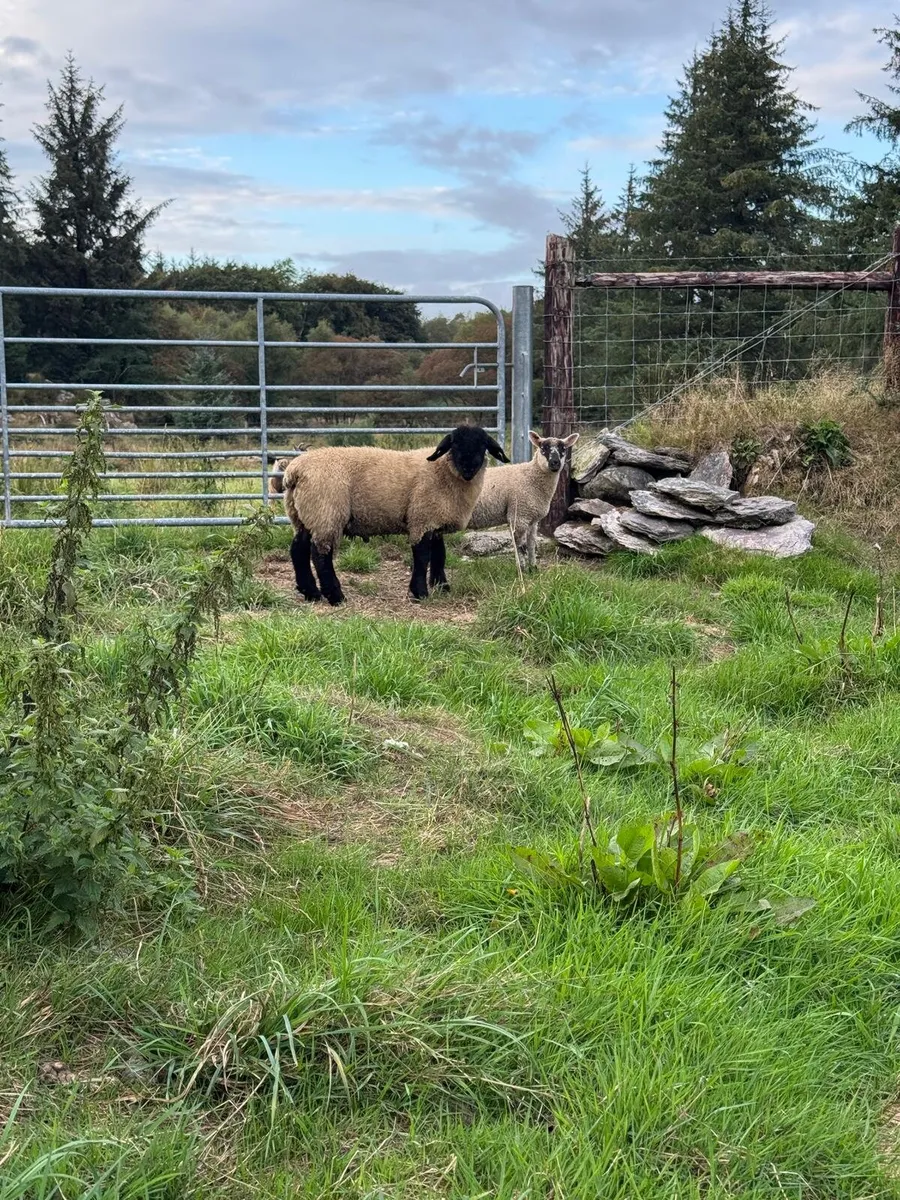 Sheep - Image 2