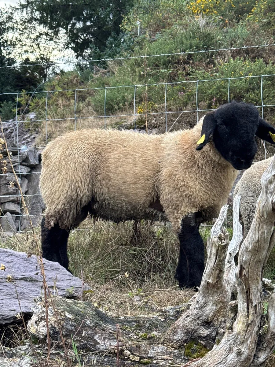 Sheep - Image 3