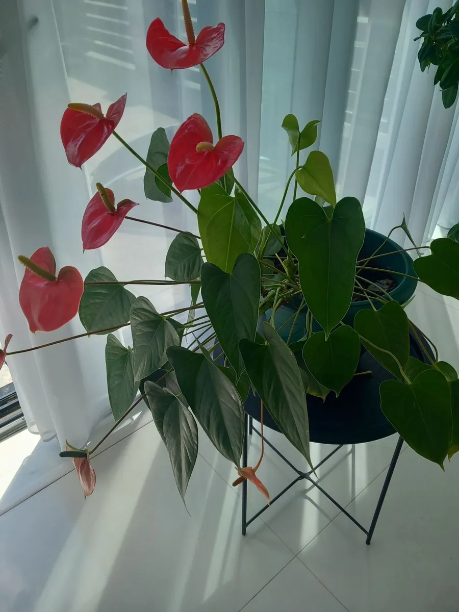 Indoor and strawberry plants - Image 2