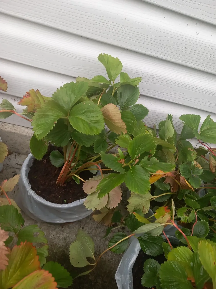 Indoor and strawberry plants - Image 3