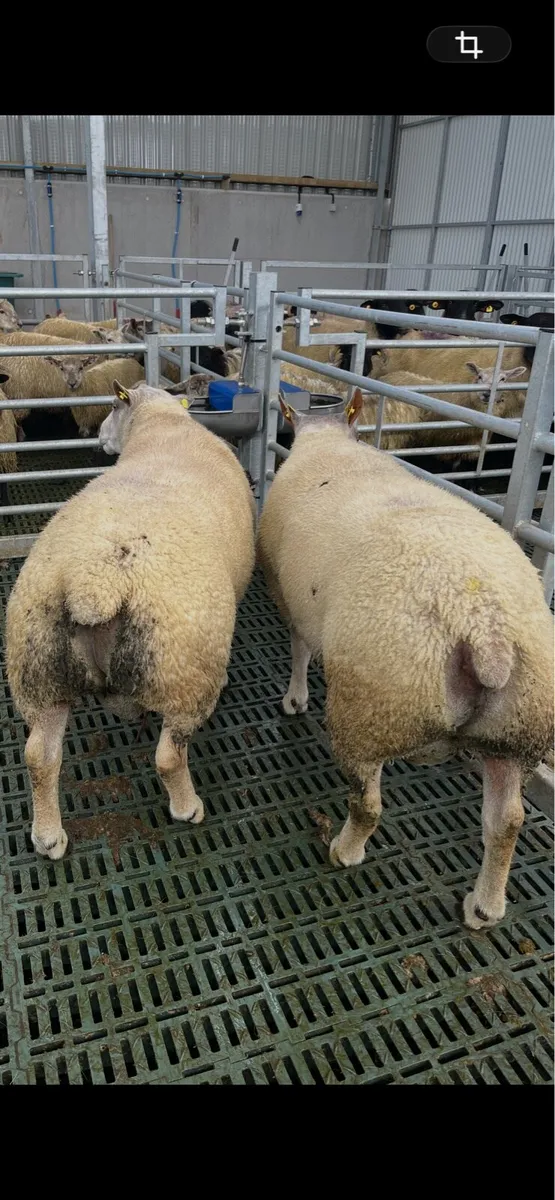 Char/beltex  rams - Image 3