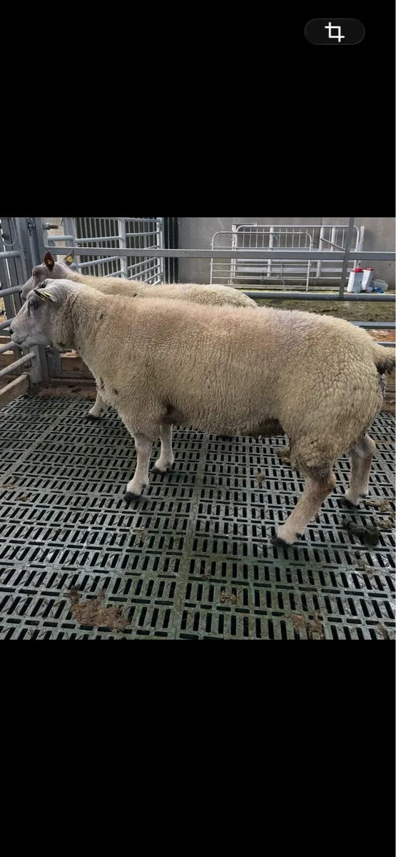 Char/beltex  rams - Image 4