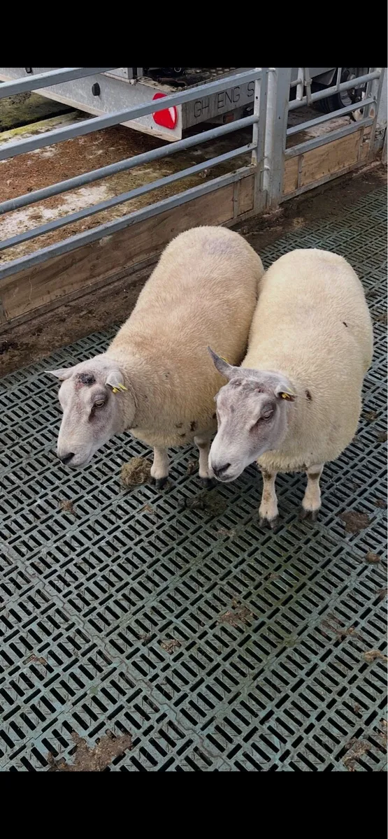 Char/beltex  rams - Image 1
