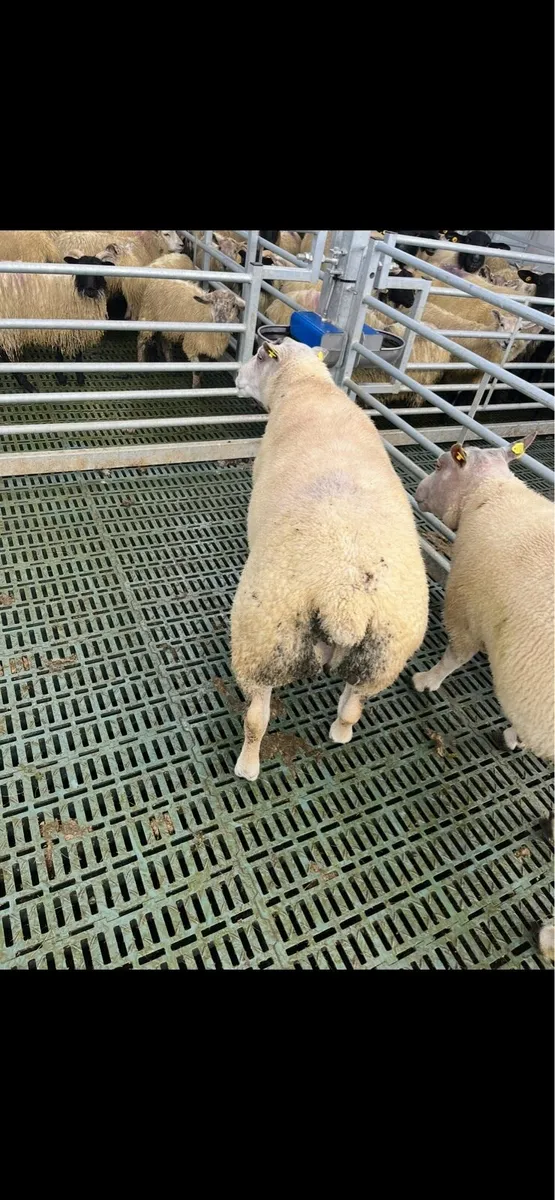 Char/beltex  rams - Image 2