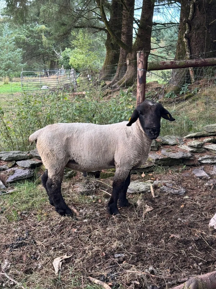 Suffolk hogget ram - Image 3