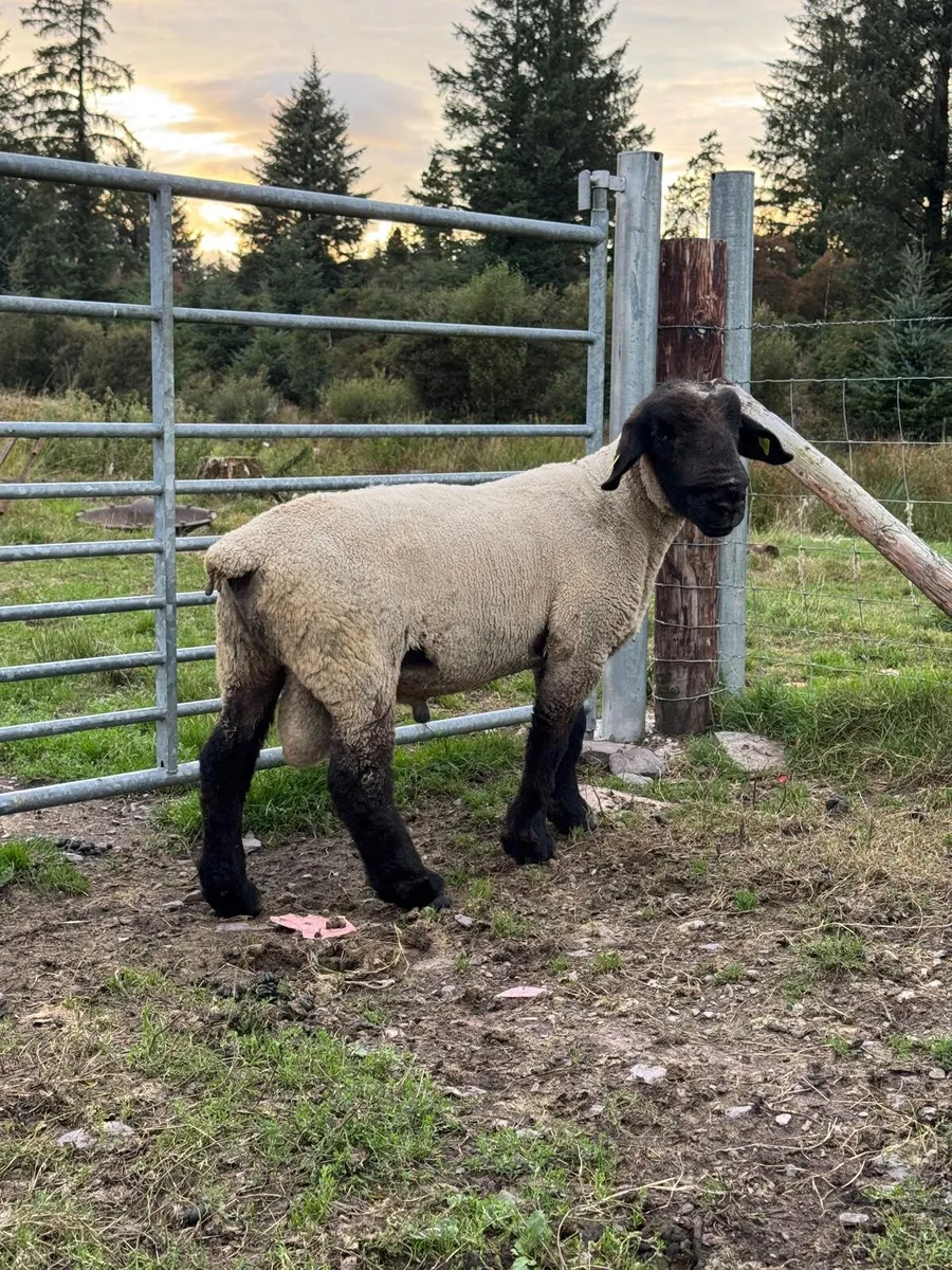 Suffolk hogget ram - Image 1
