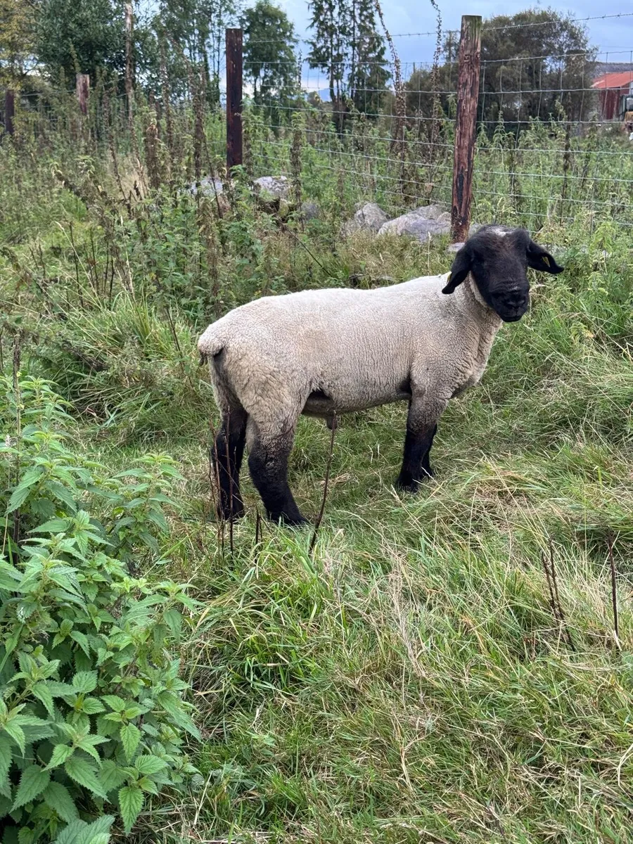 Suffolk hogget ram - Image 2