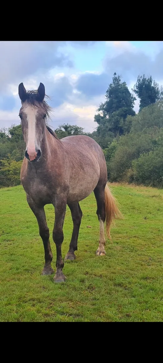 Irish Draught Gelding - Image 1