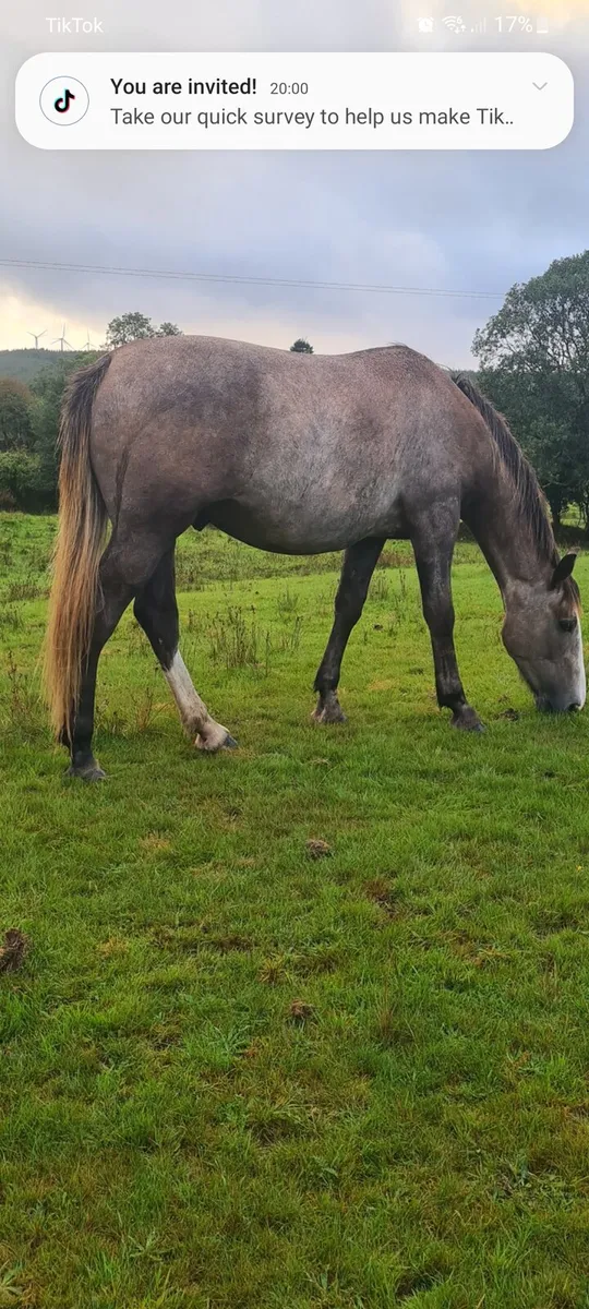 Irish Draught Gelding - Image 2