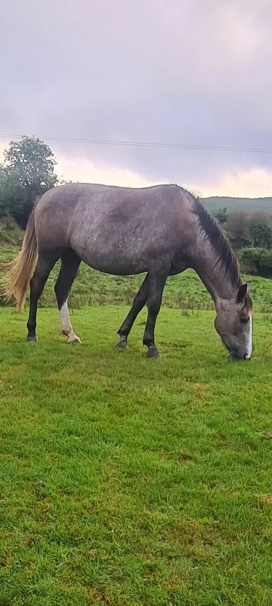 Irish Draught Gelding - Image 3