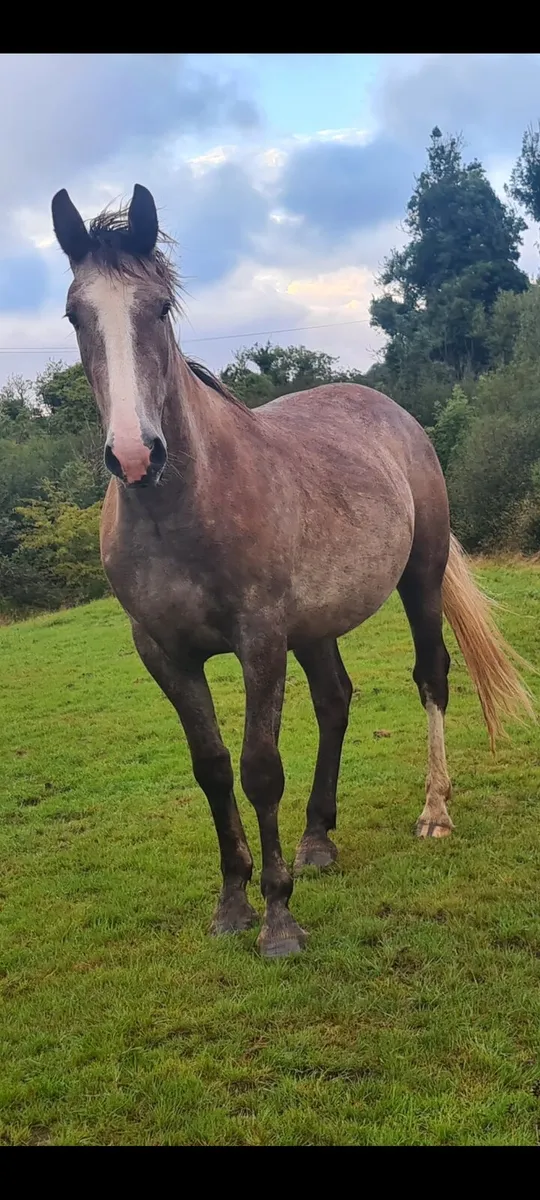 Irish Draught Gelding - Image 4