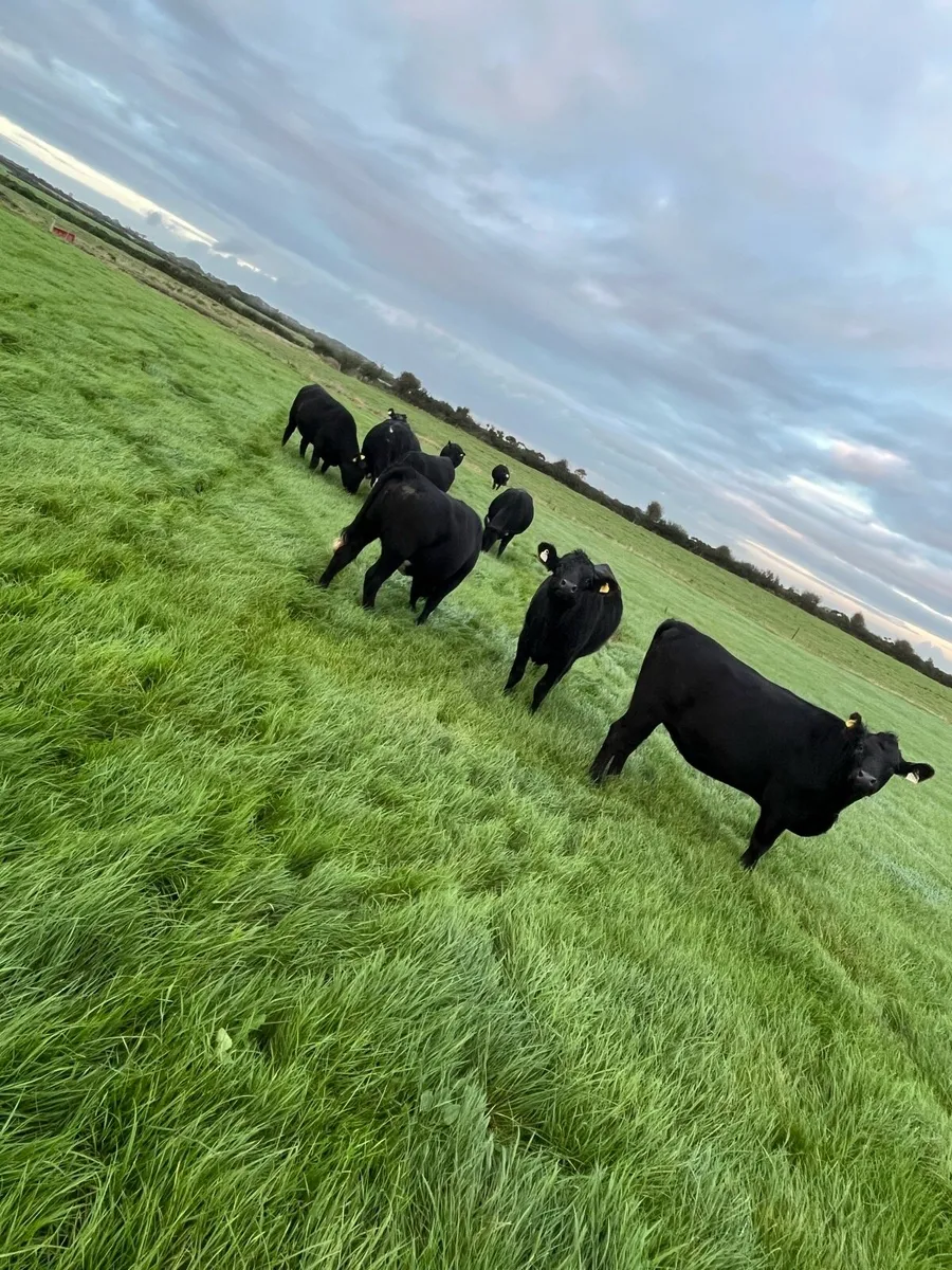 Polly heifers - Image 2