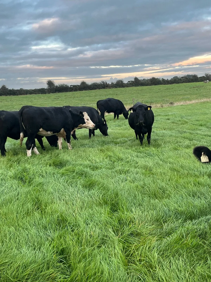 Polly heifers - Image 3