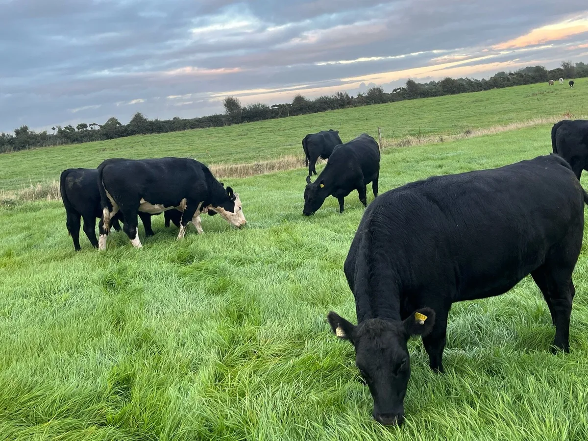 Polly heifers - Image 4