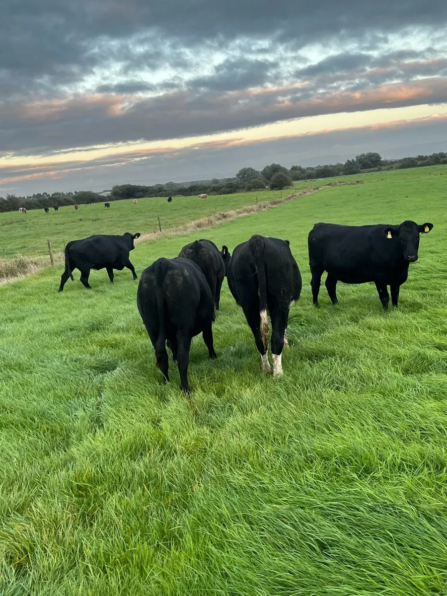 Polly heifers - Image 1